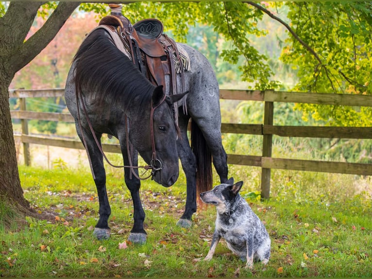 Percherón Mestizo Caballo castrado 3 años 163 cm Ruano azulado in New Holland
