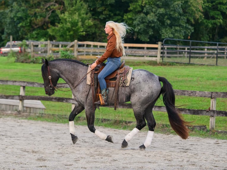 Percherón Mestizo Caballo castrado 3 años 163 cm Ruano azulado in New Holland