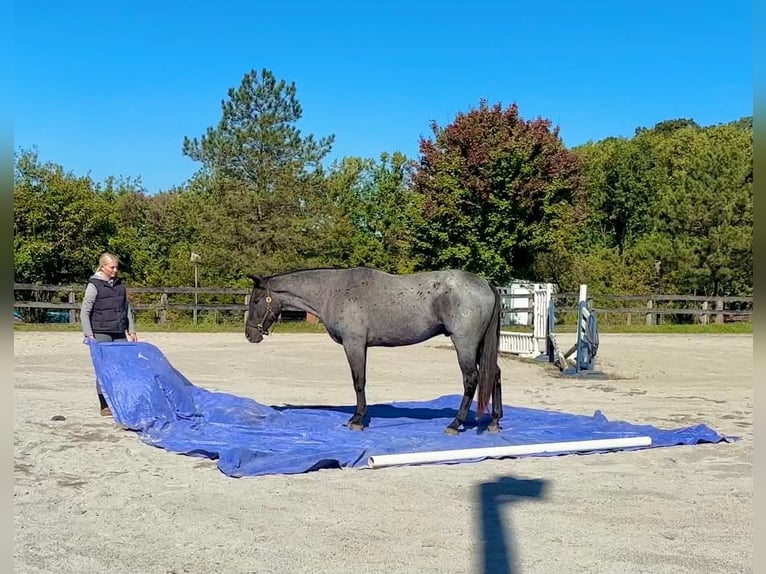 Percherón Mestizo Caballo castrado 3 años 163 cm Ruano azulado in New Holland