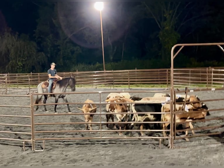 Percherón Mestizo Caballo castrado 3 años 163 cm Ruano azulado in New Holland