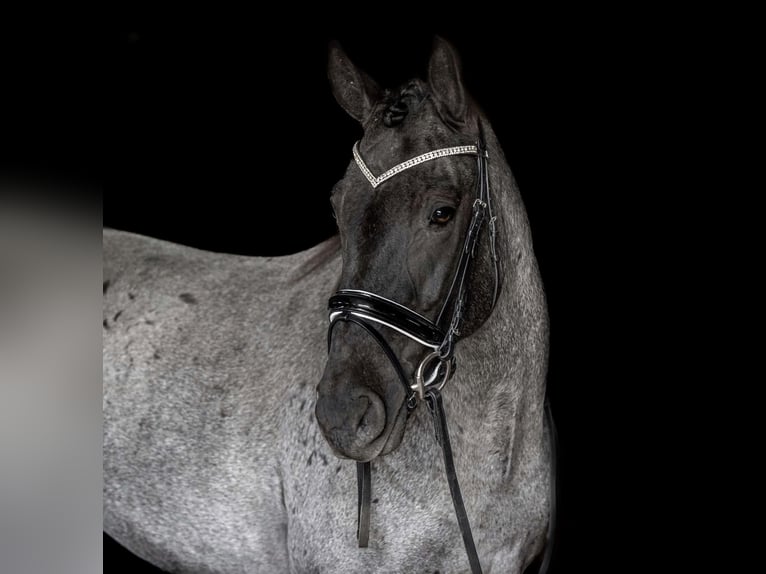 Percherón Mestizo Caballo castrado 3 años 163 cm Ruano azulado in New Holland