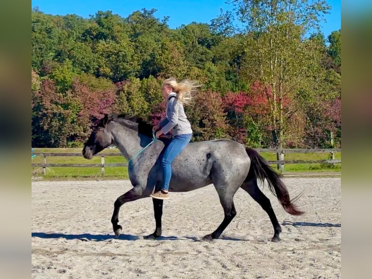 Percherón Mestizo Caballo castrado 3 años 163 cm Ruano azulado in New Holland
