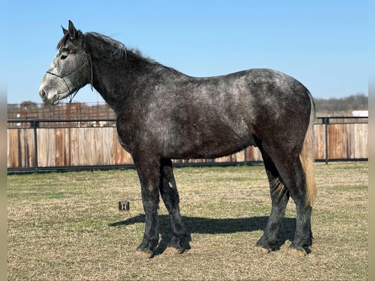 Percherón Caballo castrado 3 años 170 cm Tordo rodado in Jackboro TX