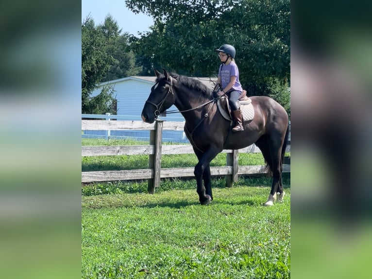 Percherón Mestizo Caballo castrado 3 años 173 cm Negro in Narvon, PA