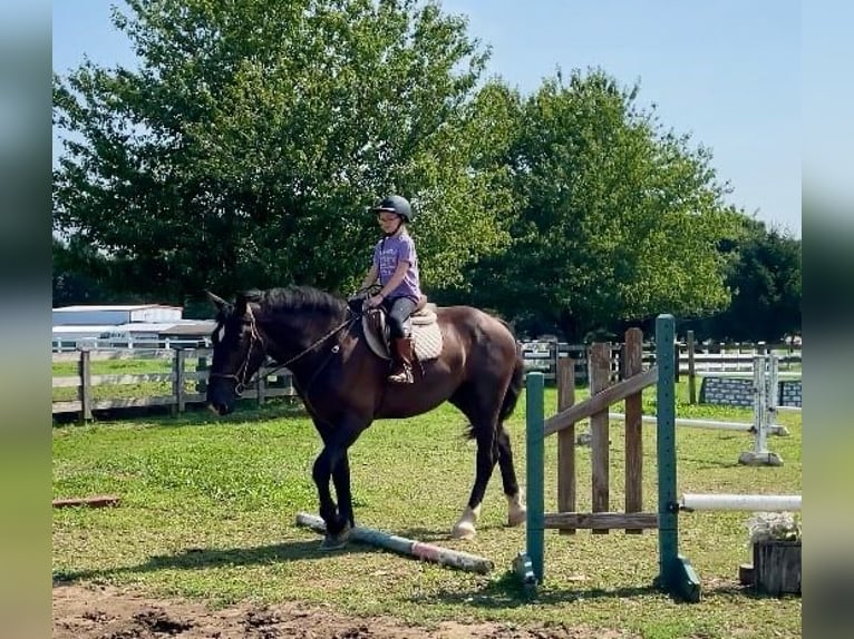 Percherón Mestizo Caballo castrado 3 años 173 cm Negro in Narvon, PA