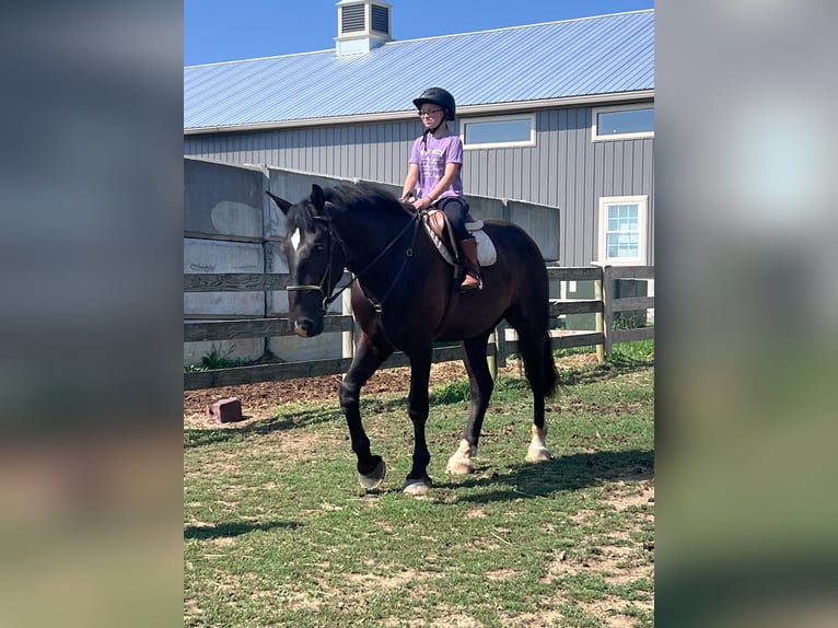 Percherón Mestizo Caballo castrado 3 años 173 cm Negro in Narvon, PA