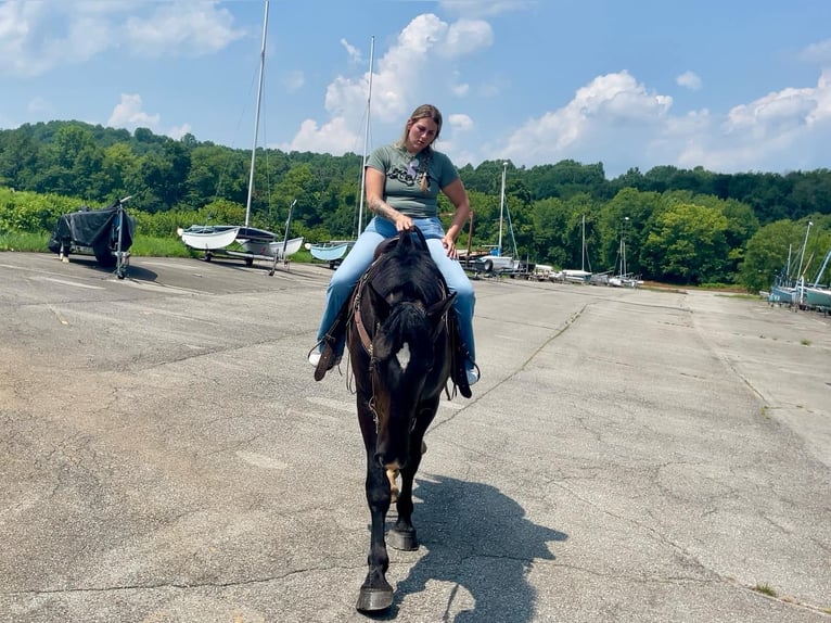 Percherón Mestizo Caballo castrado 3 años 173 cm Negro in Narvon, PA