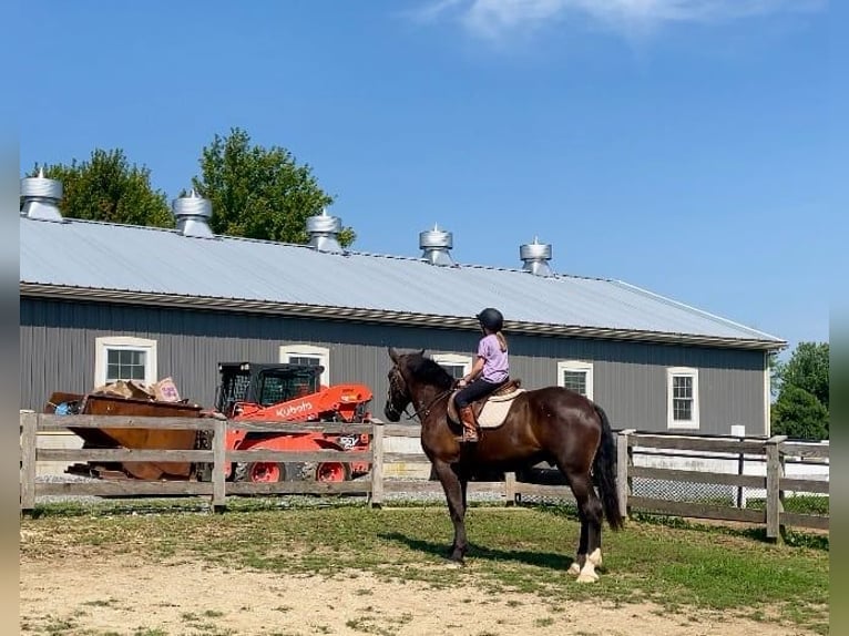 Percherón Mestizo Caballo castrado 3 años 173 cm Negro in Narvon, PA