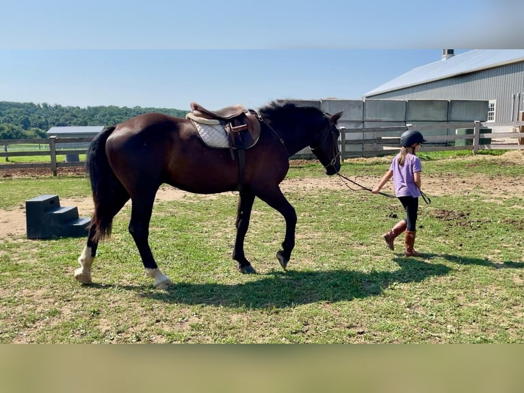 Percherón Mestizo Caballo castrado 3 años 173 cm Negro in Narvon, PA