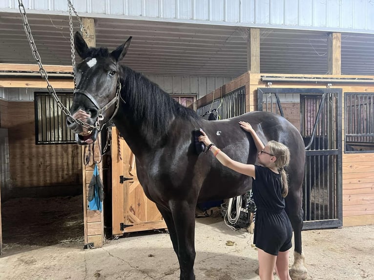 Percherón Mestizo Caballo castrado 3 años 173 cm Negro in Narvon, PA