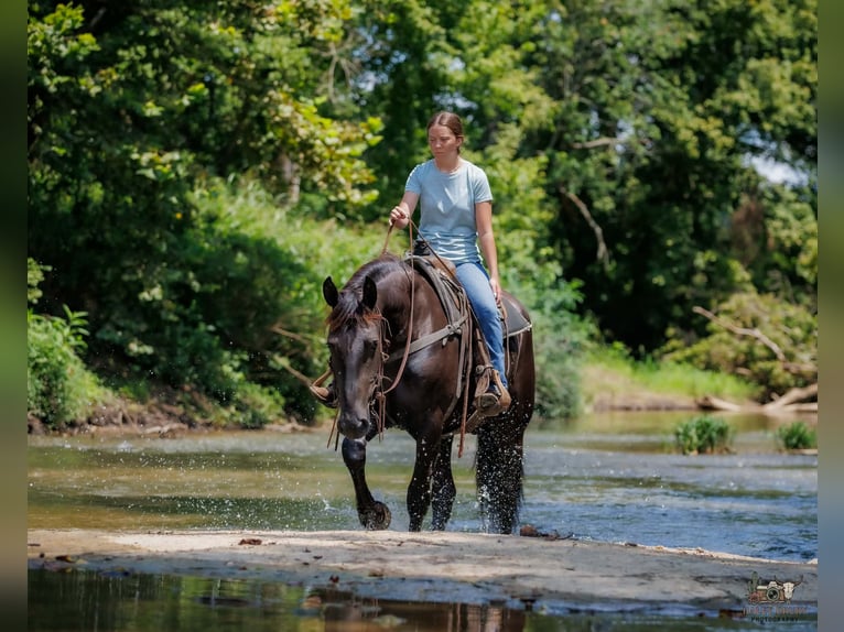 Percherón Mestizo Caballo castrado 3 años Negro in Auburn