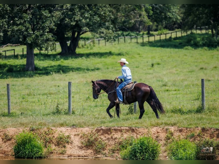 Percherón Mestizo Caballo castrado 3 años Negro in Auburn