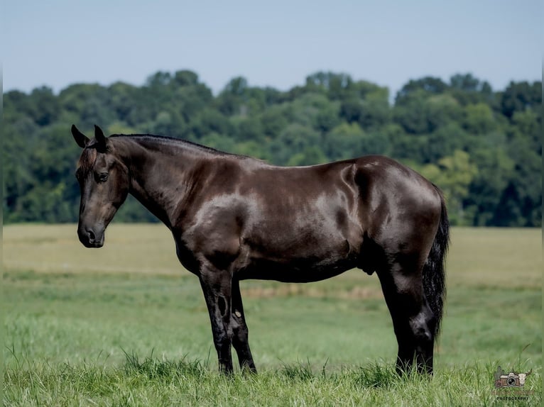 Percherón Mestizo Caballo castrado 3 años Negro in Auburn