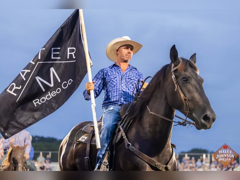 Percherón Mestizo Caballo castrado 3 años Negro in Auburn