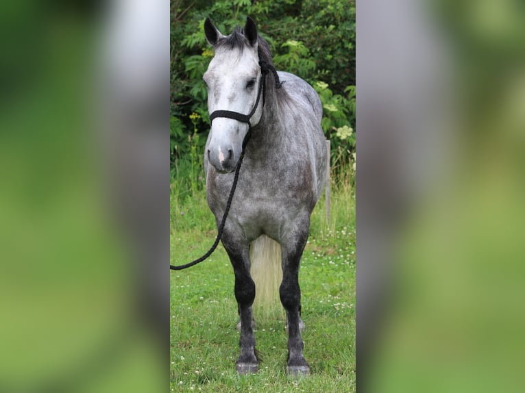 Percherón Mestizo Caballo castrado 4 años 142 cm Tordo in Dodgeville