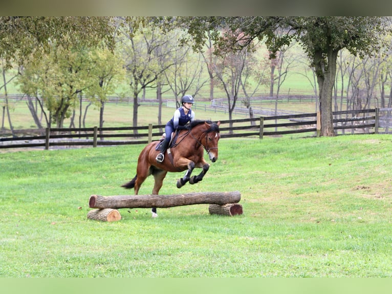 Percherón Mestizo Caballo castrado 4 años 157 cm Castaño rojizo in Gap, PA Percherón Mestizo Caballo castrado 4 años 157 cm Castaño rojizo in Gap, PA