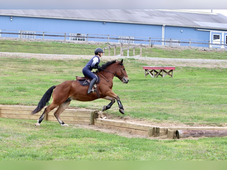 Percherón Mestizo Caballo castrado 4 años 157 cm Castaño rojizo in Gap, PA Percherón Mestizo Caballo castrado 4 años 157 cm Castaño rojizo in Gap, PA