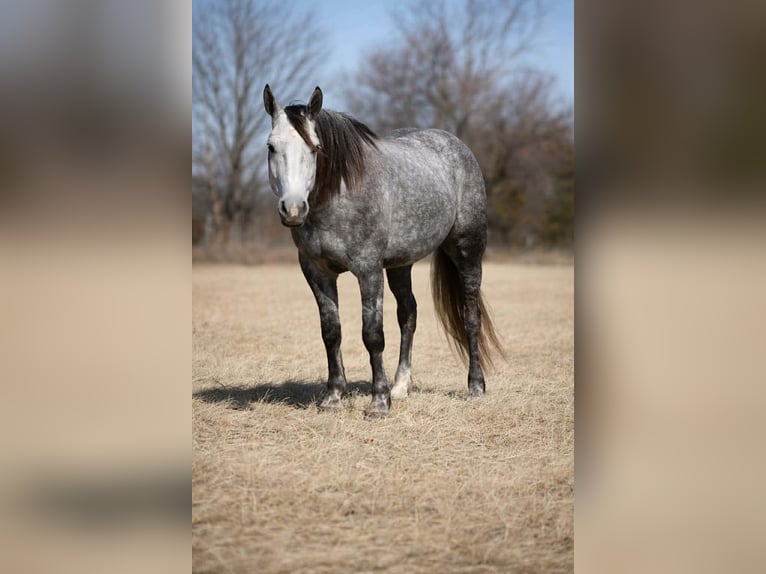 Percherón Mestizo Caballo castrado 4 años 157 cm Tordo in Cincinnati