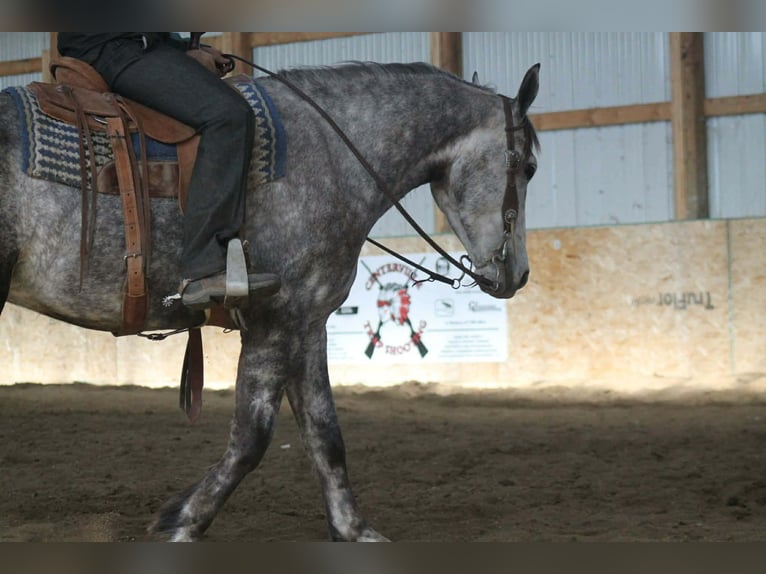 Percherón Mestizo Caballo castrado 4 años 157 cm Tordo in Cincinnati