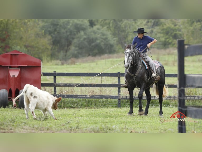 Percherón Caballo castrado 4 años 157 cm Tordo rodado in Shipshewana IN