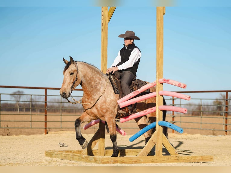 Percherón Mestizo Caballo castrado 4 años 160 cm Buckskin/Bayo in Independence