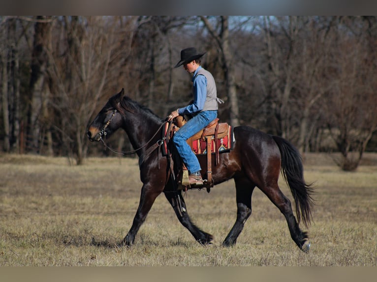 Percherón Mestizo Caballo castrado 4 años 160 cm Castaño oscuro in Baxter Springs, KS