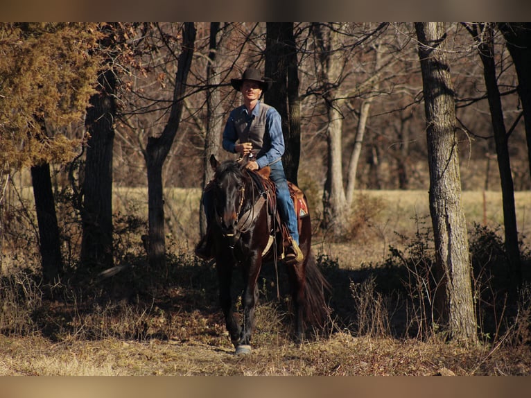Percherón Mestizo Caballo castrado 4 años 160 cm Castaño oscuro in Baxter Springs, KS