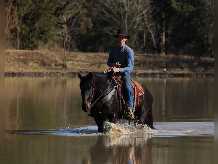 Percherón Mestizo Caballo castrado 4 años 160 cm Castaño oscuro in Baxter Springs, KS