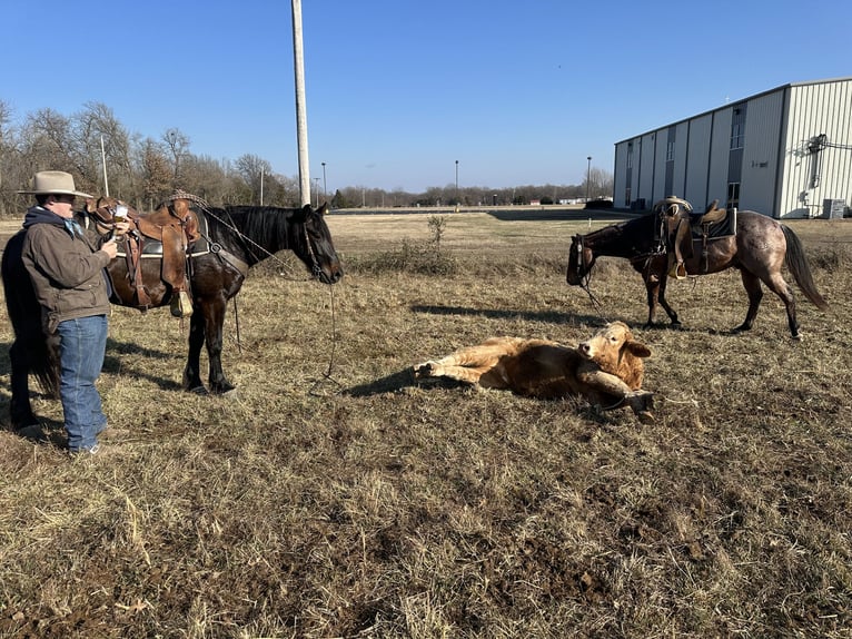 Percherón Mestizo Caballo castrado 4 años 160 cm Castaño oscuro in Baxter Springs, KS