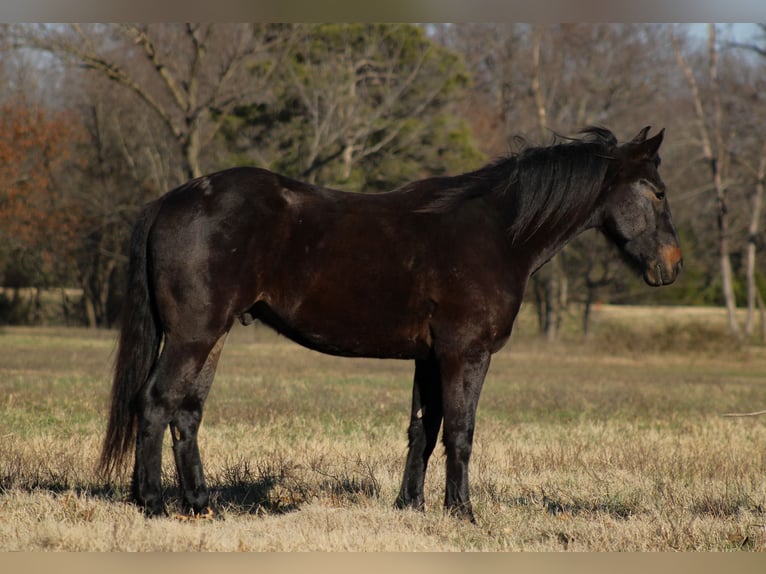 Percherón Mestizo Caballo castrado 4 años 160 cm Castaño oscuro in Baxter Springs, KS