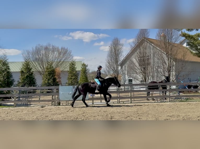 Percherón Mestizo Caballo castrado 4 años 160 cm Negro in Gap