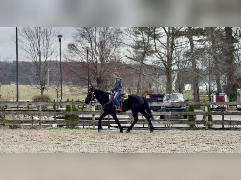 Percherón Mestizo Caballo castrado 4 años 160 cm Negro in Gap