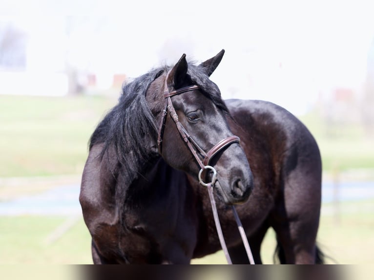 Percherón Mestizo Caballo castrado 4 años 160 cm Negro in Gap