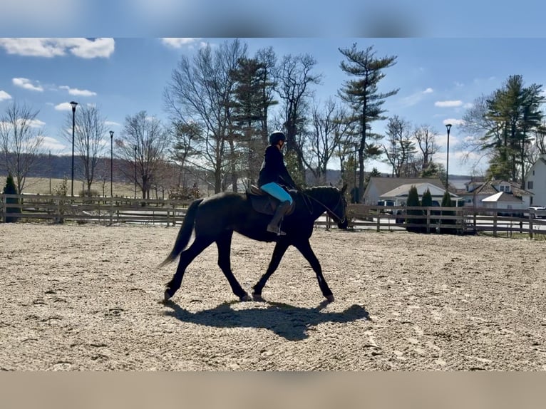 Percherón Mestizo Caballo castrado 4 años 160 cm Negro in Gap