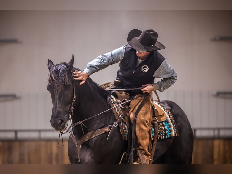 Percherón Mestizo Caballo castrado 4 años 160 cm Negro in Canistota