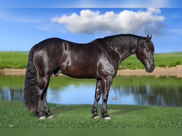 Percherón Mestizo Caballo castrado 4 años 160 cm Negro in Canistota