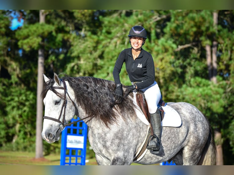 Percherón Mestizo Caballo castrado 4 años 160 cm Tordo in Ocala