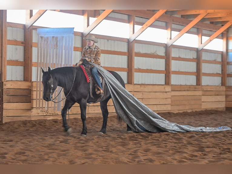 Percherón Mestizo Caballo castrado 4 años 163 cm Negro in Harwood