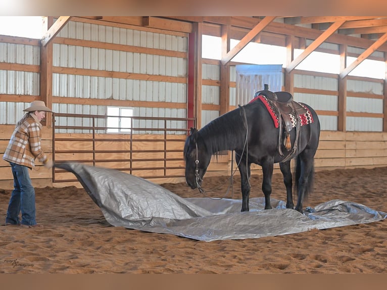 Percherón Mestizo Caballo castrado 4 años 163 cm Negro in Harwood