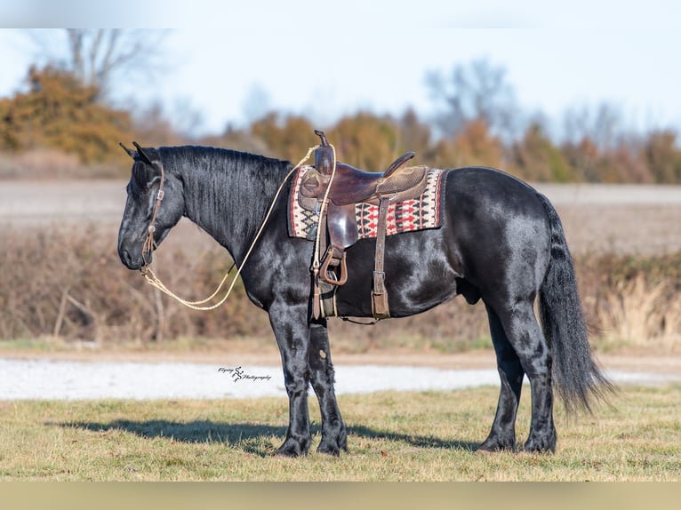 Percherón Mestizo Caballo castrado 4 años 163 cm Negro in Harwood