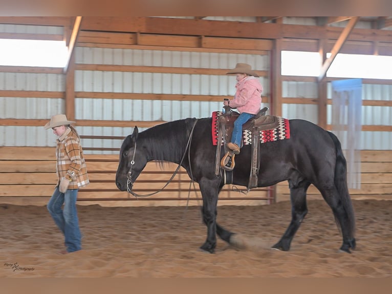 Percherón Mestizo Caballo castrado 4 años 163 cm Negro in Harwood
