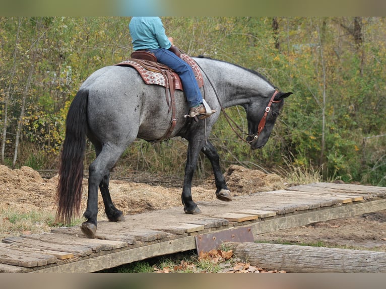 Percherón Mestizo Caballo castrado 4 años 163 cm Ruano azulado in Plano, IA