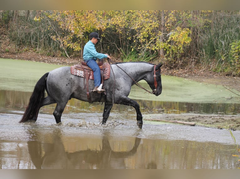 Percherón Mestizo Caballo castrado 4 años 163 cm Ruano azulado in Plano, IA