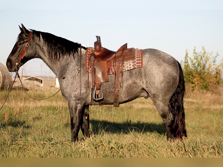 Percherón Mestizo Caballo castrado 4 años 163 cm Ruano azulado in Plano, IA