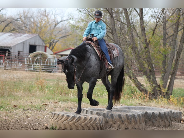 Percherón Mestizo Caballo castrado 4 años 163 cm Ruano azulado in Plano, IA