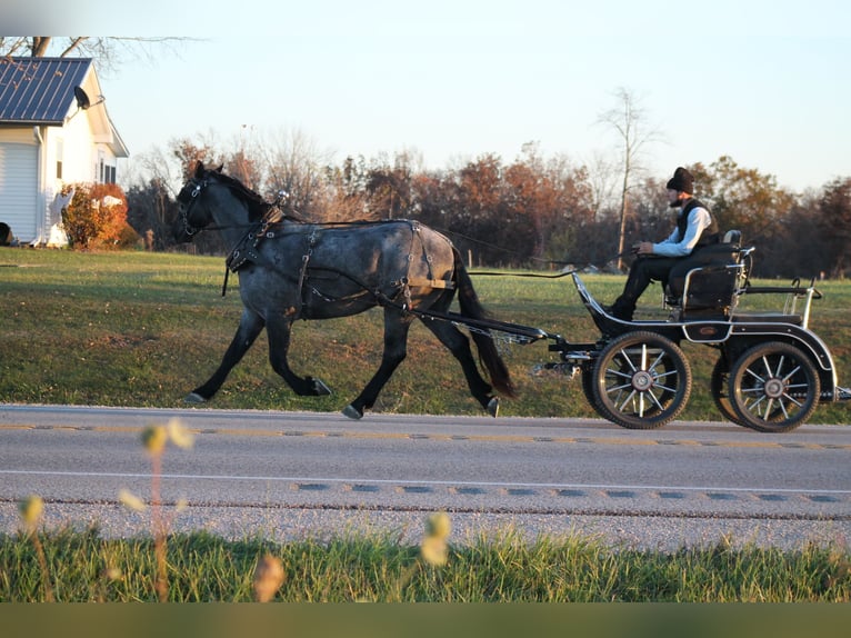 Percherón Mestizo Caballo castrado 4 años 163 cm Ruano azulado in Plano, IA