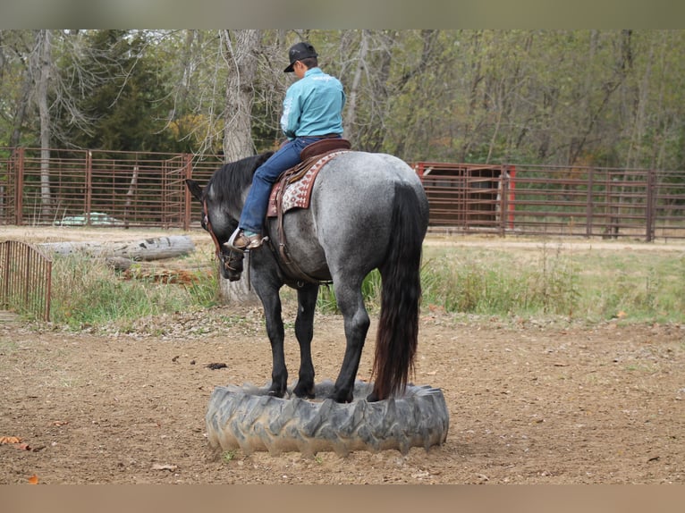 Percherón Mestizo Caballo castrado 4 años 163 cm Ruano azulado in Plano, IA