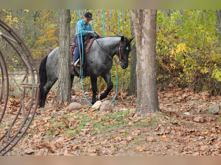 Percherón Mestizo Caballo castrado 4 años 163 cm Ruano azulado in Plano, IA