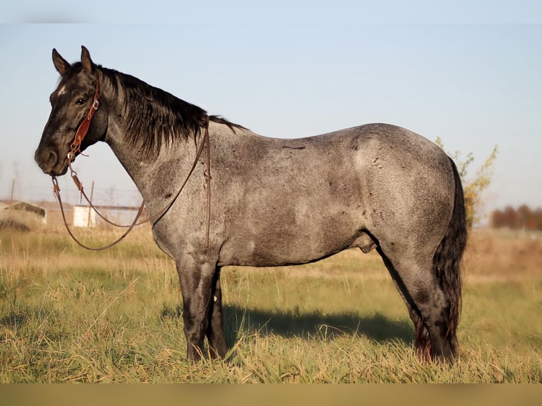 Percherón Mestizo Caballo castrado 4 años 163 cm Ruano azulado in Plano, IA