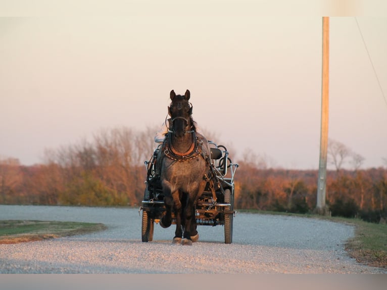 Percherón Mestizo Caballo castrado 4 años 163 cm Ruano azulado in Plano, IA